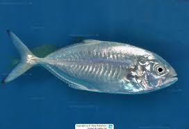 Image result for Caranx crysos