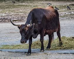 Attēlu rezultāti vaicājumam “Bos primigenius taurus”