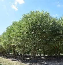 Attēlu rezultāti vaicājumam “Salix fragilis”