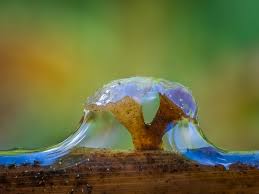 Attēlu rezultāti vaicājumam “Cudoniella clavus”