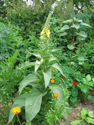 Image result for Königskerzen