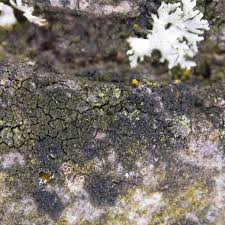 Attēlu rezultāti vaicājumam “Scoliciosporum chlorococcum”