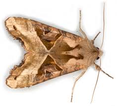 Attēlu rezultāti vaicājumam “Phlogophora meticulosa”