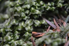 Attēlu rezultāti vaicājumam “Bazzania trilobata”