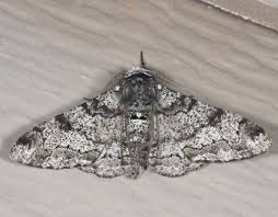 Attēlu rezultāti vaicājumam “Biston betularia”