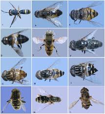 Attēlu rezultāti vaicājumam “Eristalis sp.”