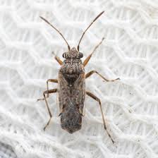 Attēlu rezultāti vaicājumam “Lygaeidae”