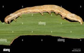Attēlu rezultāti vaicājumam “Mythimna sp.”