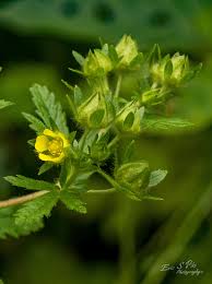 Attēlu rezultāti vaicājumam “Potentilla norvegica flower”