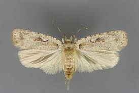 Attēlu rezultāti vaicājumam “Agonopterix ocellana”