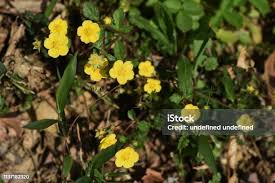 Attēlu rezultāti vaicājumam “Potentilla arenaria flower”