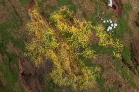 Attēlu rezultāti vaicājumam “Physarum xanthinum sessile”