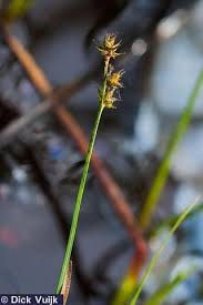 Attēlu rezultāti vaicājumam “Carex echinata”