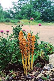 Attēlu rezultāti vaicājumam “Orobanche reticulata flower”