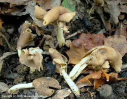 Attēlu rezultāti vaicājumam “Helvella elastica”