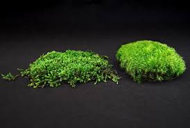 Attēlu rezultāti vaicājumam “Pleurocarpous mosses”