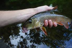 Image result for Catostomus commersonii