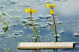 Attēlu rezultāti vaicājumam “Utricularia vulgaris flower”