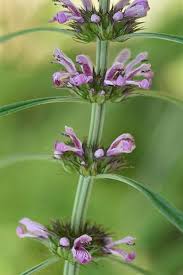 Attēlu rezultāti vaicājumam “Leonurus quinquelobatus flower”