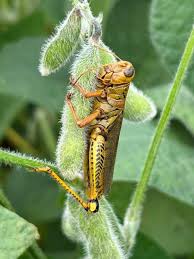 Attēlu rezultāti vaicājumam “Entomophaga grylli”