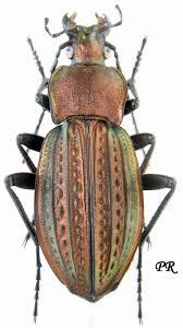 Attēlu rezultāti vaicājumam “Carabus cancellatus”