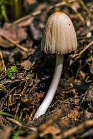 Attēlu rezultāti vaicājumam “Coprinus atramentarius”
