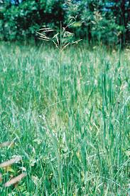 Attēlu rezultāti vaicājumam “Bromopsis inermis fruit”