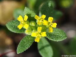 Image result for Alyssum diffusum