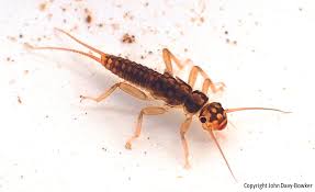 Attēlu rezultāti vaicājumam “Plecoptera”