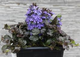 Attēlu rezultāti vaicājumam “Ajuga reptans bud”