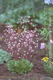 Attēlu rezultāti vaicājumam “Saxifragaceae”