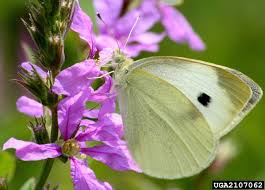 Attēlu rezultāti vaicājumam “Pieris rapae”