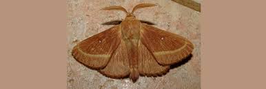 Attēlu rezultāti vaicājumam “Lasiocampa trifolii male”