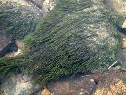 Attēlu rezultāti vaicājumam “Fontinalis antipyretica”