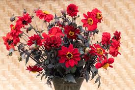 Image result for Dahlia x pinnata `Redskin`