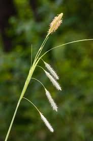 Attēlu rezultāti vaicājumam “Carex pseudocyperus fruit”