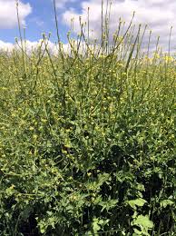 Attēlu rezultāti vaicājumam “Sisymbrium volgense flower”