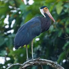 Attēlu rezultāti vaicājumam “Ciconiiformes”