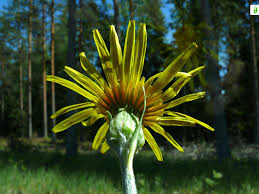 Attēlu rezultāti vaicājumam “Scorzonera humilis leaf”