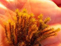 Attēlu rezultāti vaicājumam “Racomitrium heterostichum”