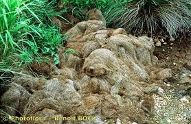 Attēlu rezultāti vaicājumam “Potamogeton rutilus”