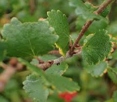 Attēlu rezultāti vaicājumam “Betula nana leaf”