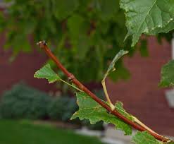 Attēlu rezultāti vaicājumam “Acer tataricum bud”