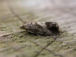 Attēlu rezultāti vaicājumam “Cydia splendana”