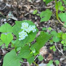 Attēlu rezultāti vaicājumam “Polygonaceae”