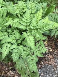 Image result for Chaerophyllum aureum