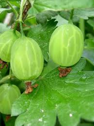 Attēlu rezultāti vaicājumam “Ribes uva-crispa fruit”