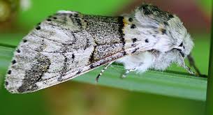 Attēlu rezultāti vaicājumam “Furcula bifida”