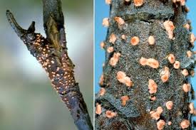 Attēlu rezultāti vaicājumam “Nectria cinnabarina”