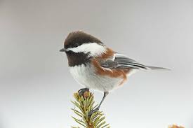 Image result for Poecile montana